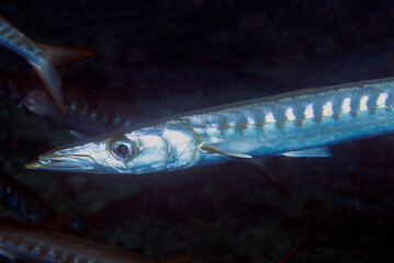 Yellowmouth Barracuda (Sphyraena viridensis) in the Mediterranean Sea