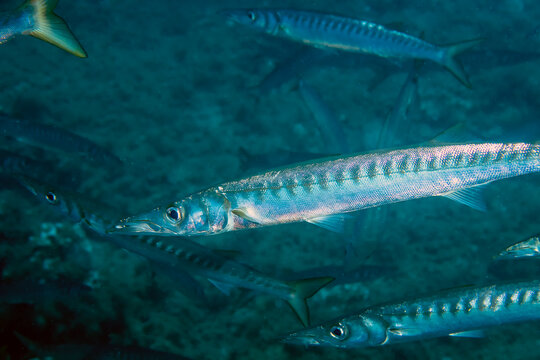 Yellowmouth Barracuda (Sphyraena viridensis) in the Mediterranean Sea