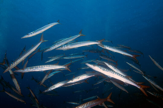 Yellowmouth Barracuda (Sphyraena viridensis) in the Mediterranean Sea