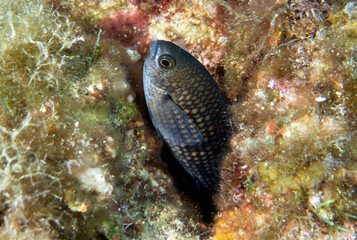 Mediterranean Chromis (Chromis Chromis) in the Mediterranean Sea