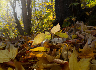 fall colors, yellow leaves on the ground. dry maple leaves