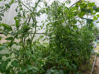 Cucumbers and tomatoes bushes in a greenhouse in the village