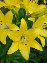 Large yellow blooming garden lily flowers with brown stamens