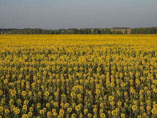Fototapeta premium Yellow sunflowers on a field in the Pitelinsky district of the Ryazan region (Russia) in July, in sunny weather