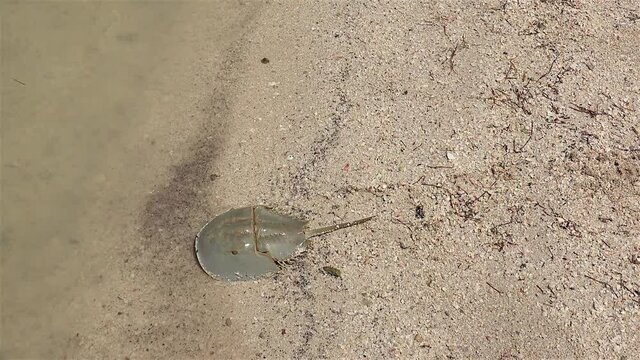 Atlantic horseshoe crab (Limulus polyphemus) is crawling along the sandy coast to the sea. Rio Lagartos, Yucatan, Mexico