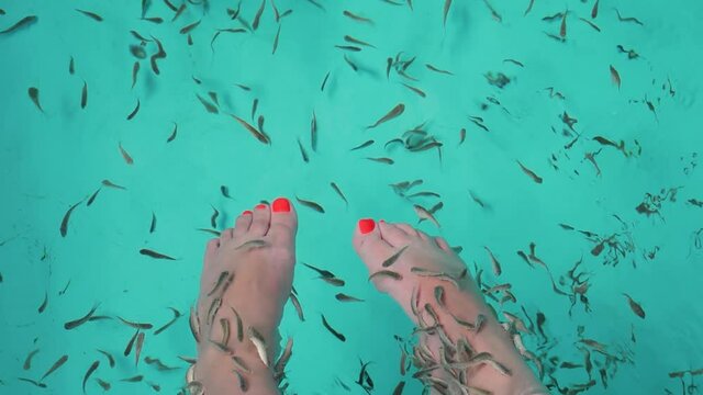 Spa attraction for tourists. Female feet in aquarium with Red Garra Rufa fishes also known as Nibble or Doctor Fish slow motion