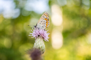 Beautiful butterfly standing over a leaf 