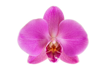 Fototapeta na wymiar pink orchid flower on white background close up