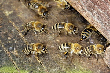 Honigbienen sorgen für einen Luftaustausch im Bienenstock. Thüringen, Deutschland, Europa   -  
Honey bees ensure an exchange of air in the hive. Thuringia, Germany, Europe