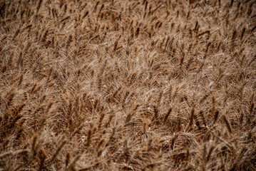 endless wheat field with golden ears waving in a light breeze
