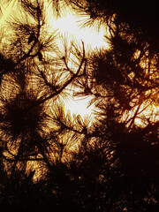 Naklejka premium sunset in the forest