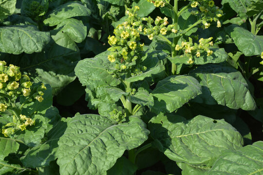 Growing tobacco. A close-up on a tobacco plant, Nicotiana rustica, Aztec tobacco or strong tobacco blooming with yellow tiny flowers.