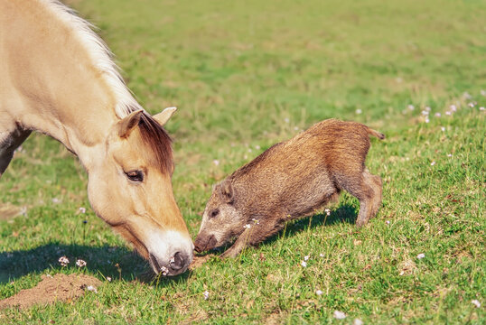 
Norwegian Fjord horse and young central European wild boar (Sus scrofa) close together nose to nose in a green grass meadow, Germany 