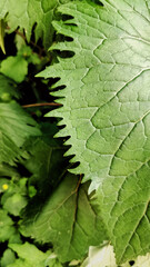 Textured edge green leaf. Close up. Selective Focus. Natural Vivid Background With Wild Nature. Wallpaper