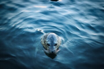 Fototapeta A portrait of an earless seal obraz