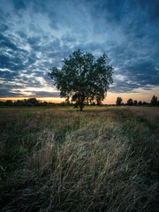 Samotne drzewo na polu o zachodzie słońca