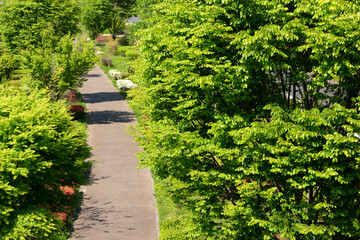 Naklejka premium Fresh green season, promenade. 新緑の季節、遊歩道。