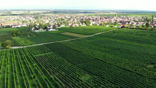 Green vine fields and village buildings on background, aerial shot of Eguisheim commune at Alsace, France. Fine rows of vineyard and small road, popular Alsatian Wine Route in summer time
