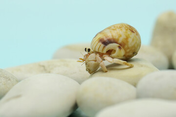 A hermit crab (Paguroidea sp) is walking slowly on the white rocks.