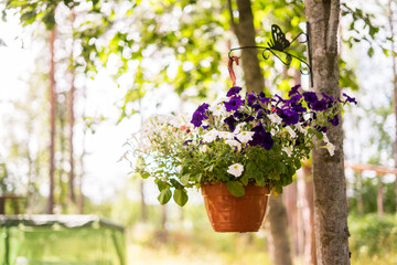 Fototapeta na wymiar Outdoor patio courtyard with plant decoration in flower pot 