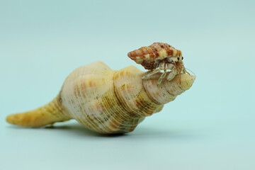 A hermit crab (Paguroidea sp) is walking slowly around the shell of a large dead hermit crab. 