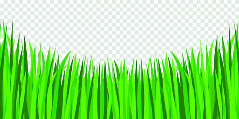 Green grass transparent  background. Vector illustration.