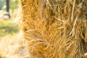 Gold natural straw texture in suuny day