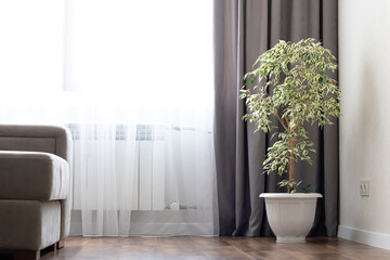 Ficus tree in a white pot in a room
