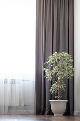 Fototapeta premium Ficus tree in a white pot in a room