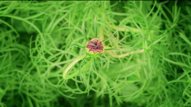 Large red blooming cosmos flower with yellow corolla macro time lapse. Extreme close up with selective focus