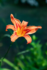 Lily flowers. Close-up of beautiful large orange lily flowers. Daylily in the garden. Garden summer flowers. Floral background.