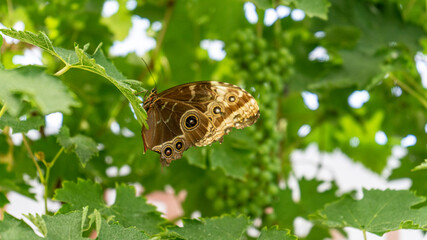 Closeup of Colorful Blue Clipper Butterfly (Parthenos Sylvia) With Lilac Blue Markings on Its Open...