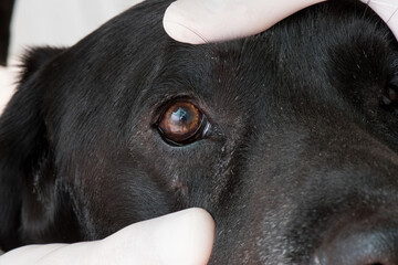 Veterinarian check the dog's eyes.
