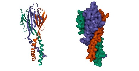 Structure of hormone resistin, 3D cartoon and Gaussian surface models, chain id color scheme, based on PDB 1rfx, white background