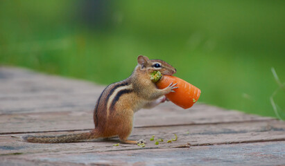 Cute red squirrel with long pointed ears in spring time . Wildlife in spring forest. Sciurus vulgaris.