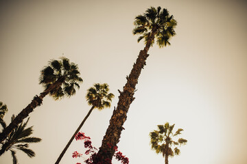 palm tree of Morocco in the sun