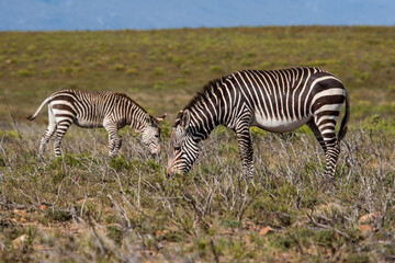 Fototapeta na wymiar Mountain Zebra grazing in the Mountain Zebra National Park in South Africa