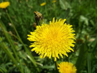 Creative dandelion. Wild flowers. Beautiful plants