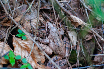 Brown earthen frog that hides well in fallen dry foliage. Inhabitant Carpathian forests Ukraine. Nature outdoors