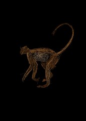 Monkey on black background