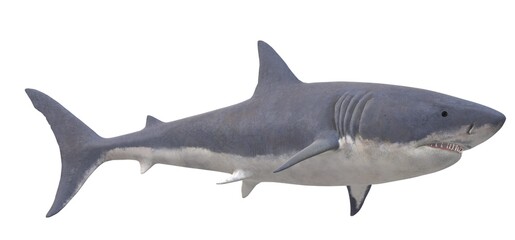 3d big shark on a white background
