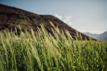 Herbs in a field in Morocco 