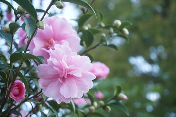 Fototapeta premium さざんか