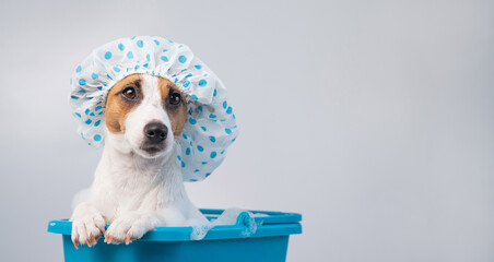 Funny friendly dog jack russell terrier takes a bath with foam in a shower cap on a white background. Copy space