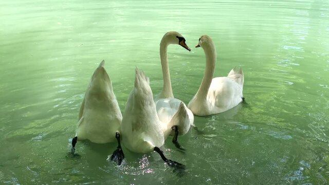 A group of four white swans swim in the lake. Swans dive with their heads and linger underwater in search of food. A swan is looking for something to eat in shallow water.