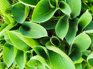 Fototapeta premium Elongated matte green hosta leaves, top view, in the Botanical Garden of St. Petersburg.