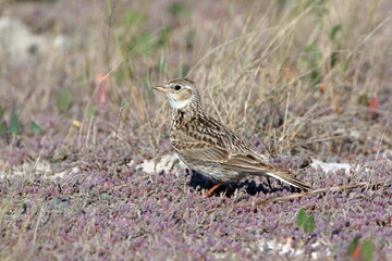 Alauda arvensis. SkyLark among the grass on a summer day