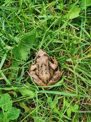 Fototapeta premium A small brown frog with orange legs, sitting among the green grass on a sunny summer morning.