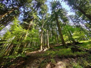 Foreste del Casentino, Toscana, Valle dove nasce il fiume Arno