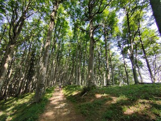 Foreste del Casentino, Toscana, Valle dove nasce il fiume Arno